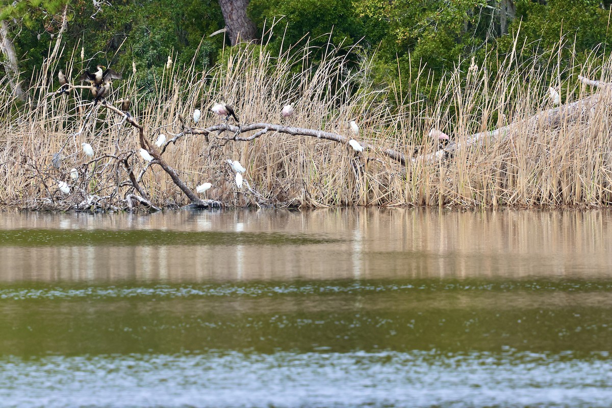 Espátula Rosada - ML647734349