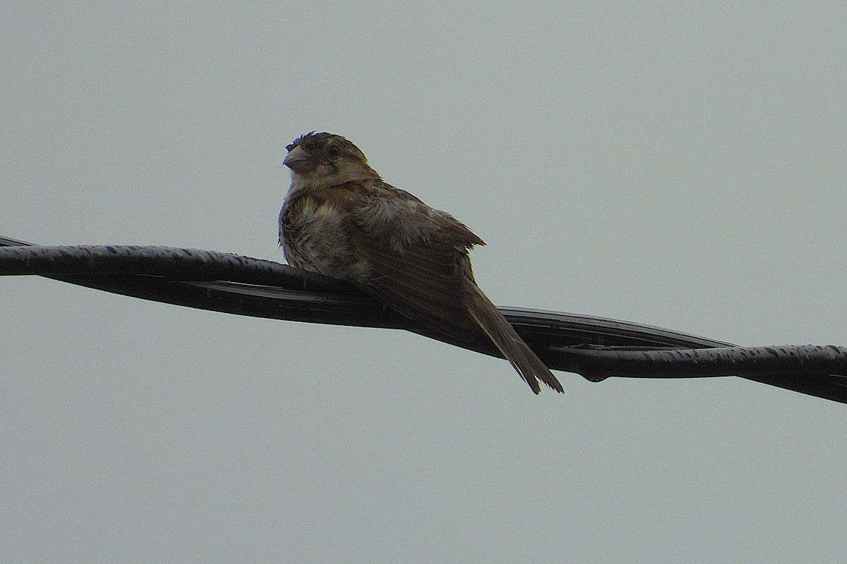 House Sparrow - ML647734357