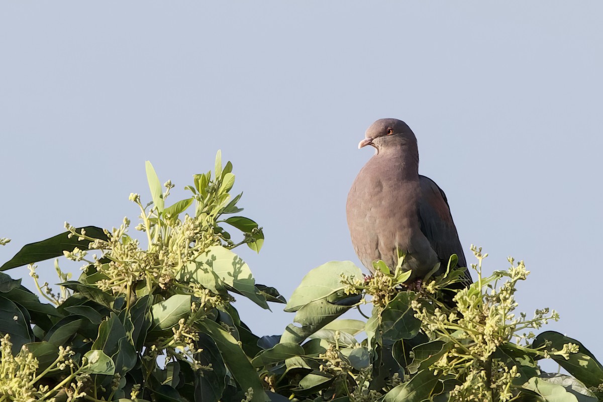 Rotschnabeltaube - ML647734358