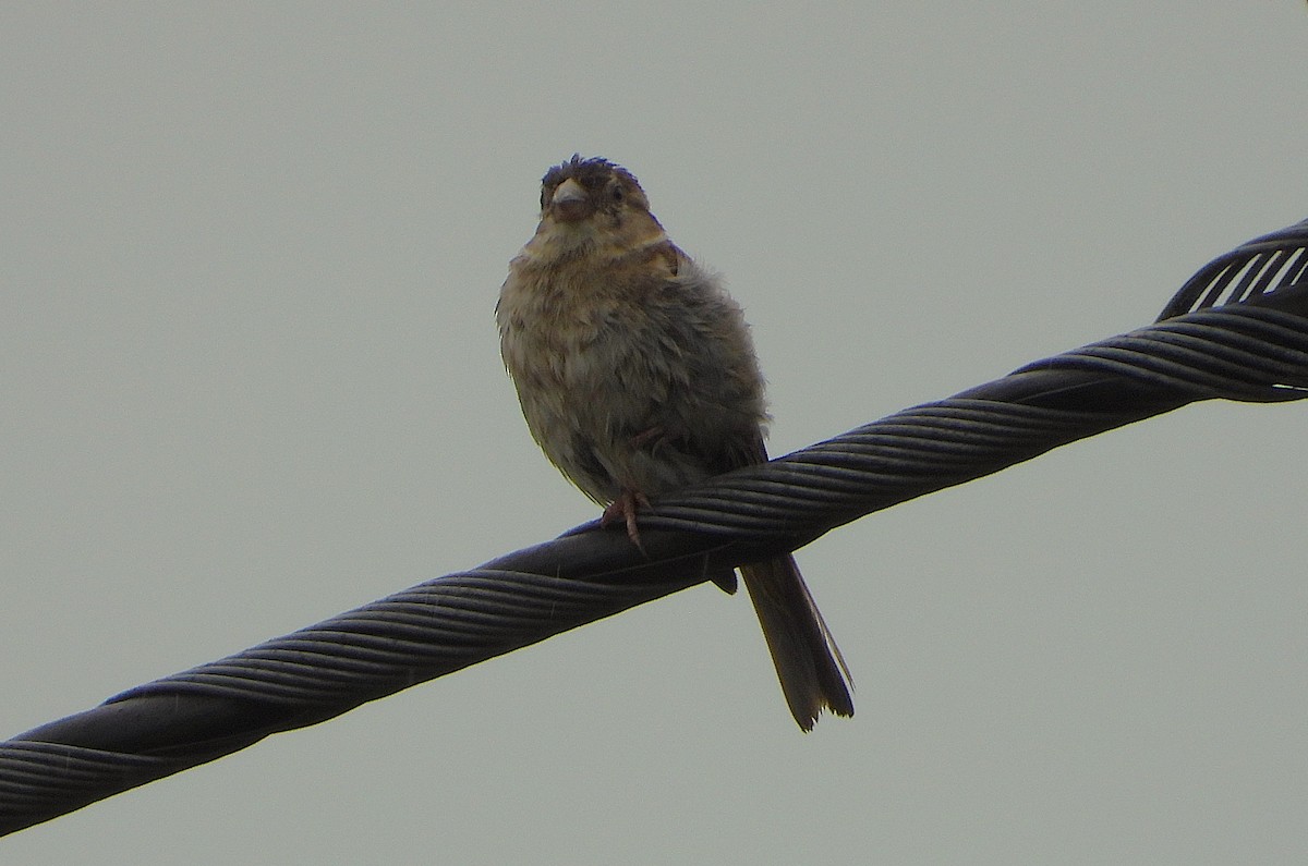 House Sparrow - ML647734361