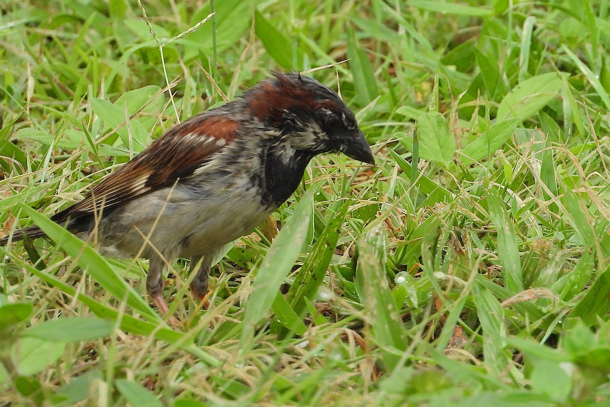 House Sparrow - ML647734362