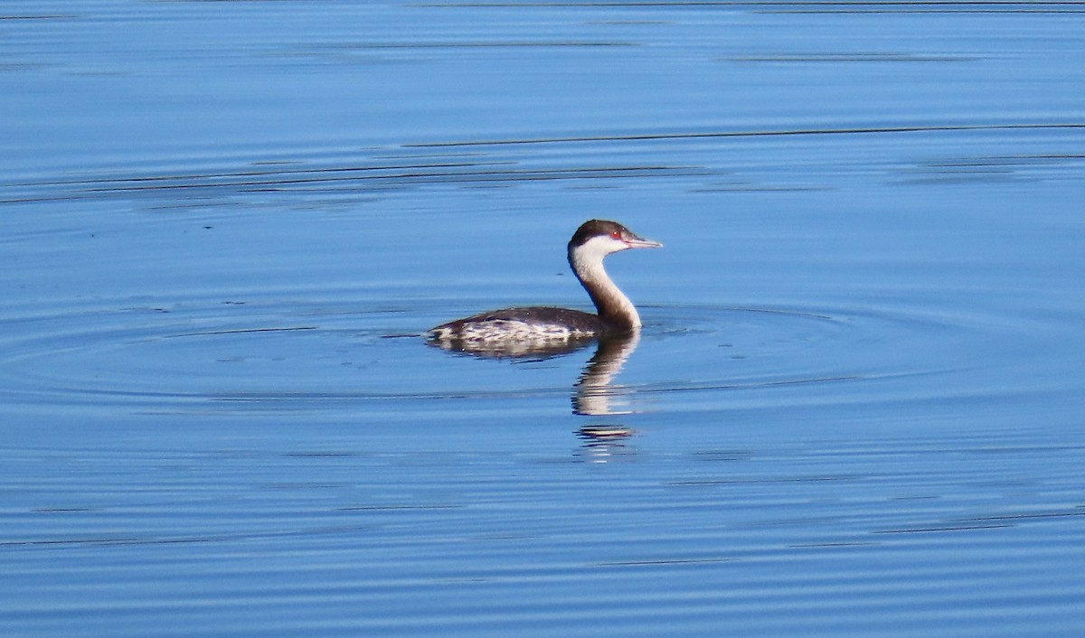 Красношейная поганка - ML647734368