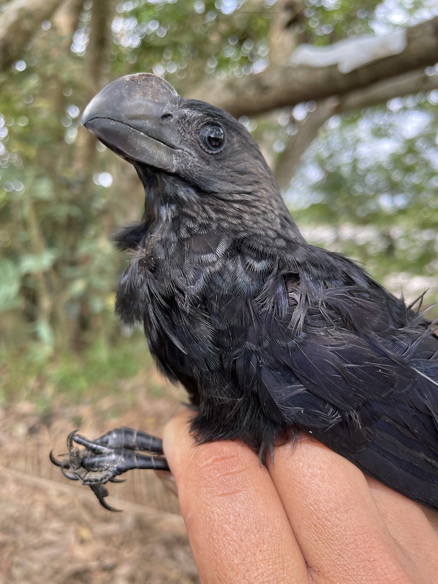 glattnebbani - ML647734373