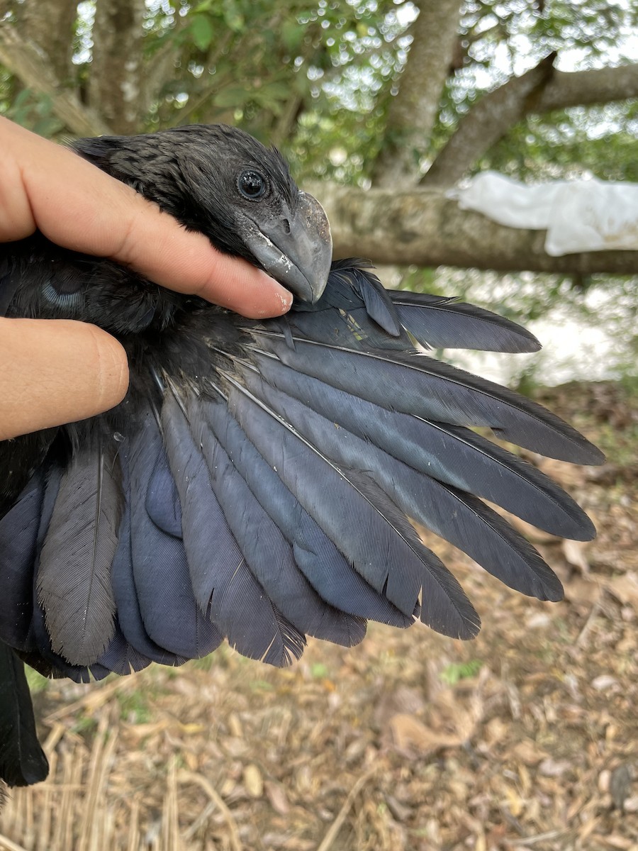 glattnebbani - ML647734376