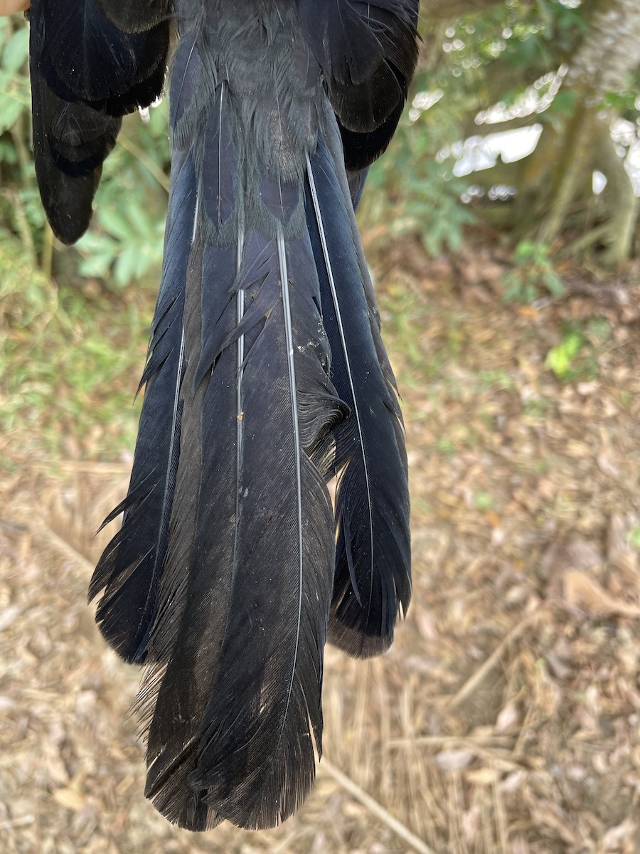 glattnebbani - ML647734377