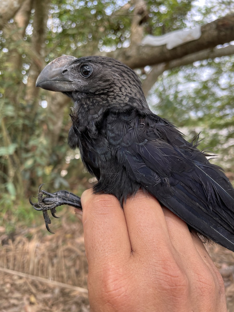 glattnebbani - ML647734379