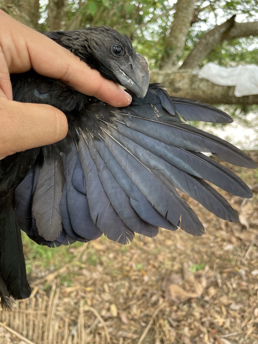 glattnebbani - ML647734380