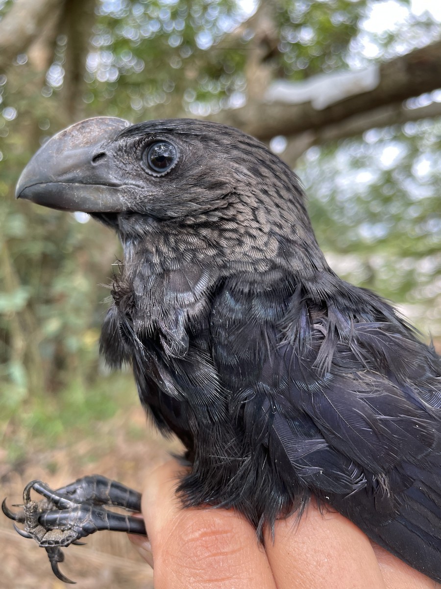 glattnebbani - ML647734381