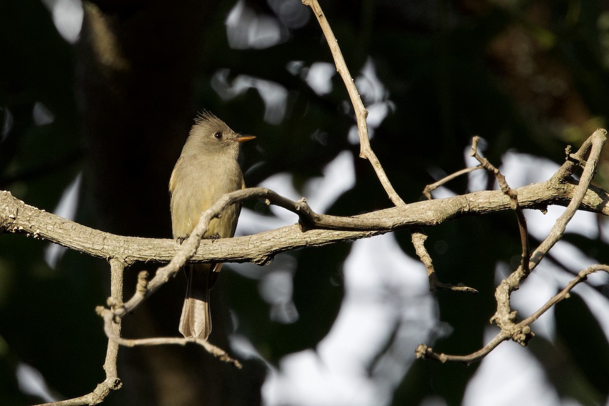 Greater Pewee - ML647734382