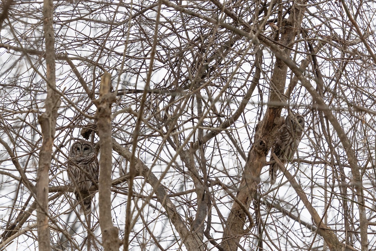 Barred Owl - ML647734383