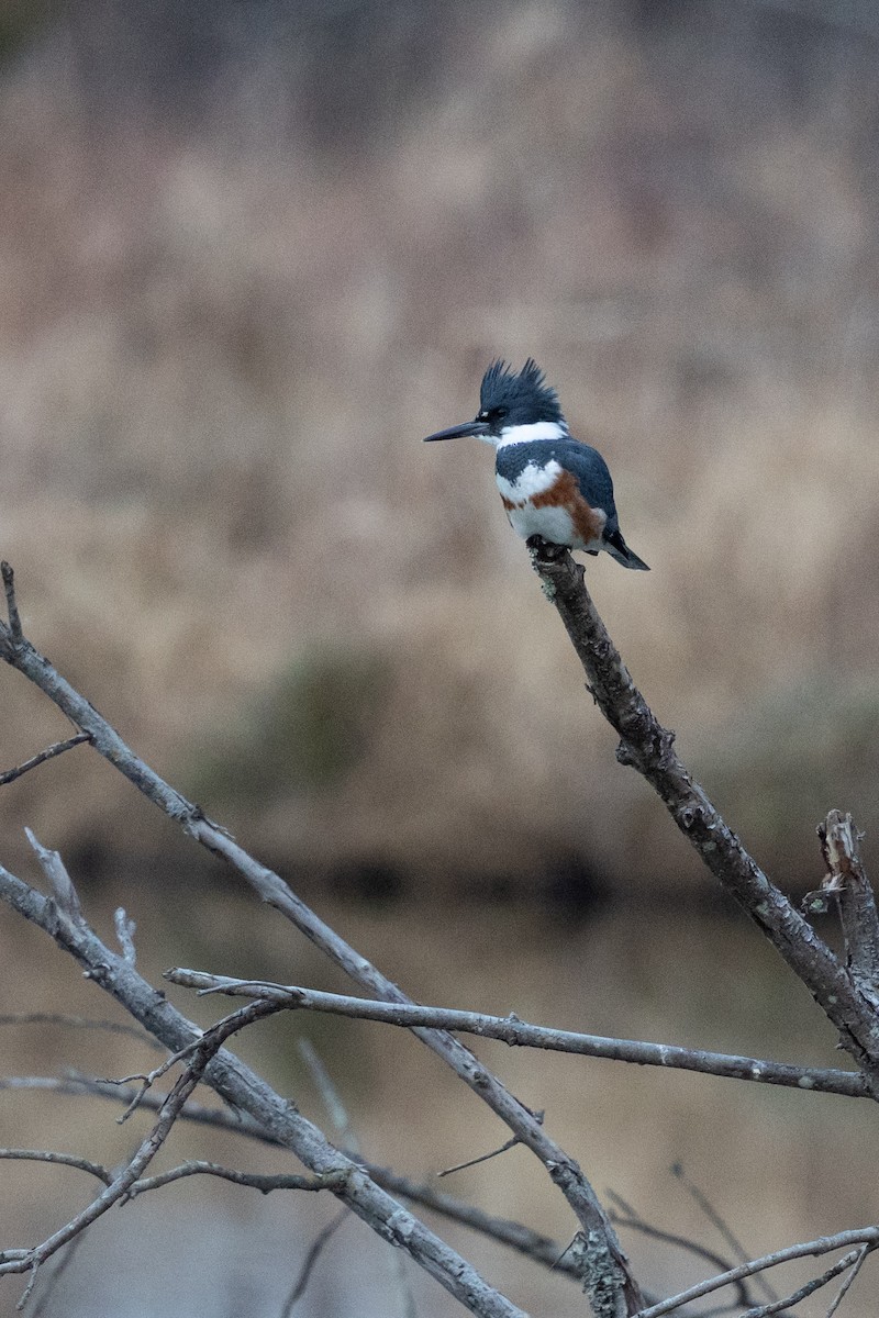 Belted Kingfisher - ML647734386