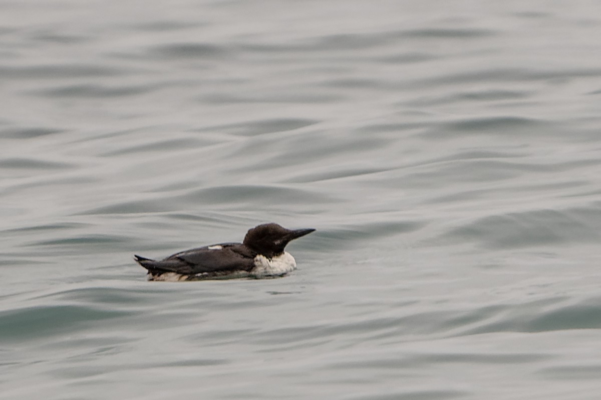Common Murre - ML647734400
