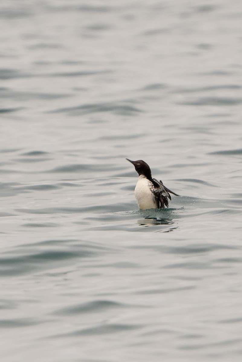 Common Murre - ML647734401