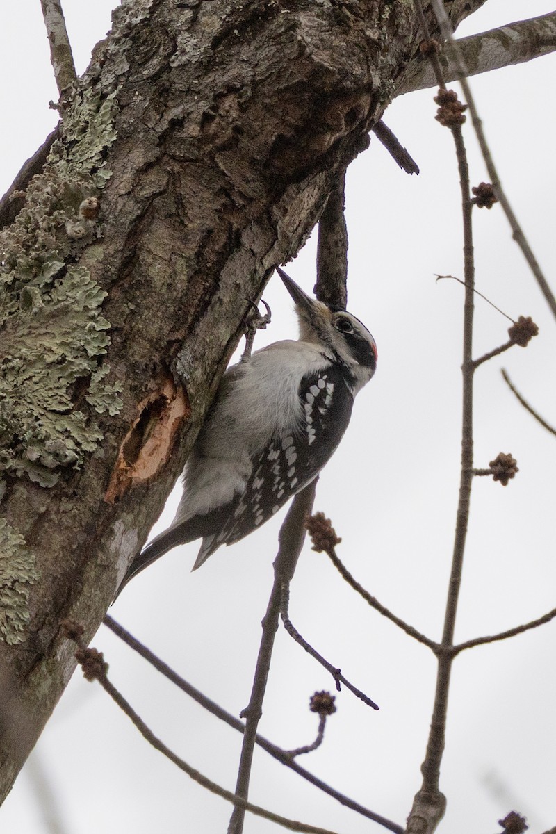 Hairy Woodpecker - ML647734402
