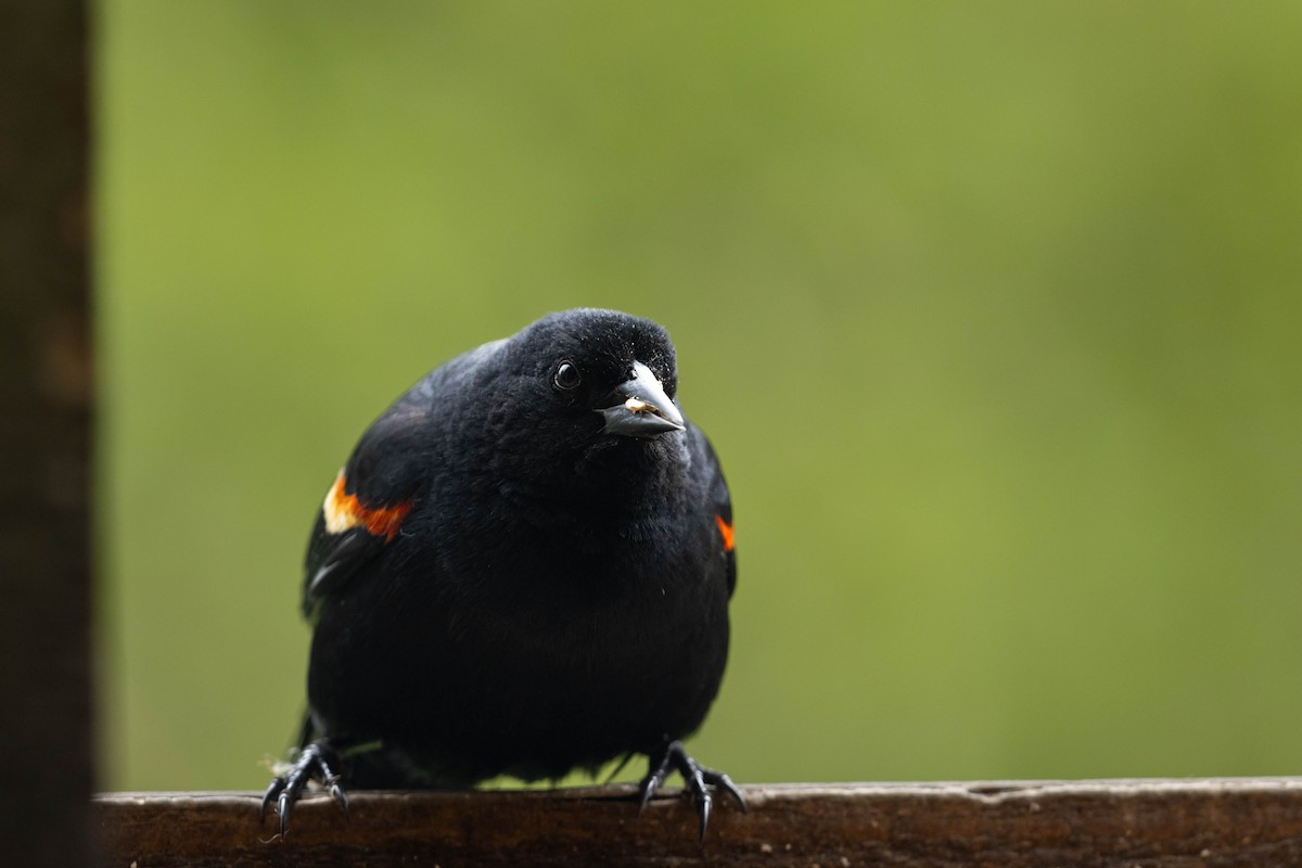Red-winged Blackbird - ML647734404