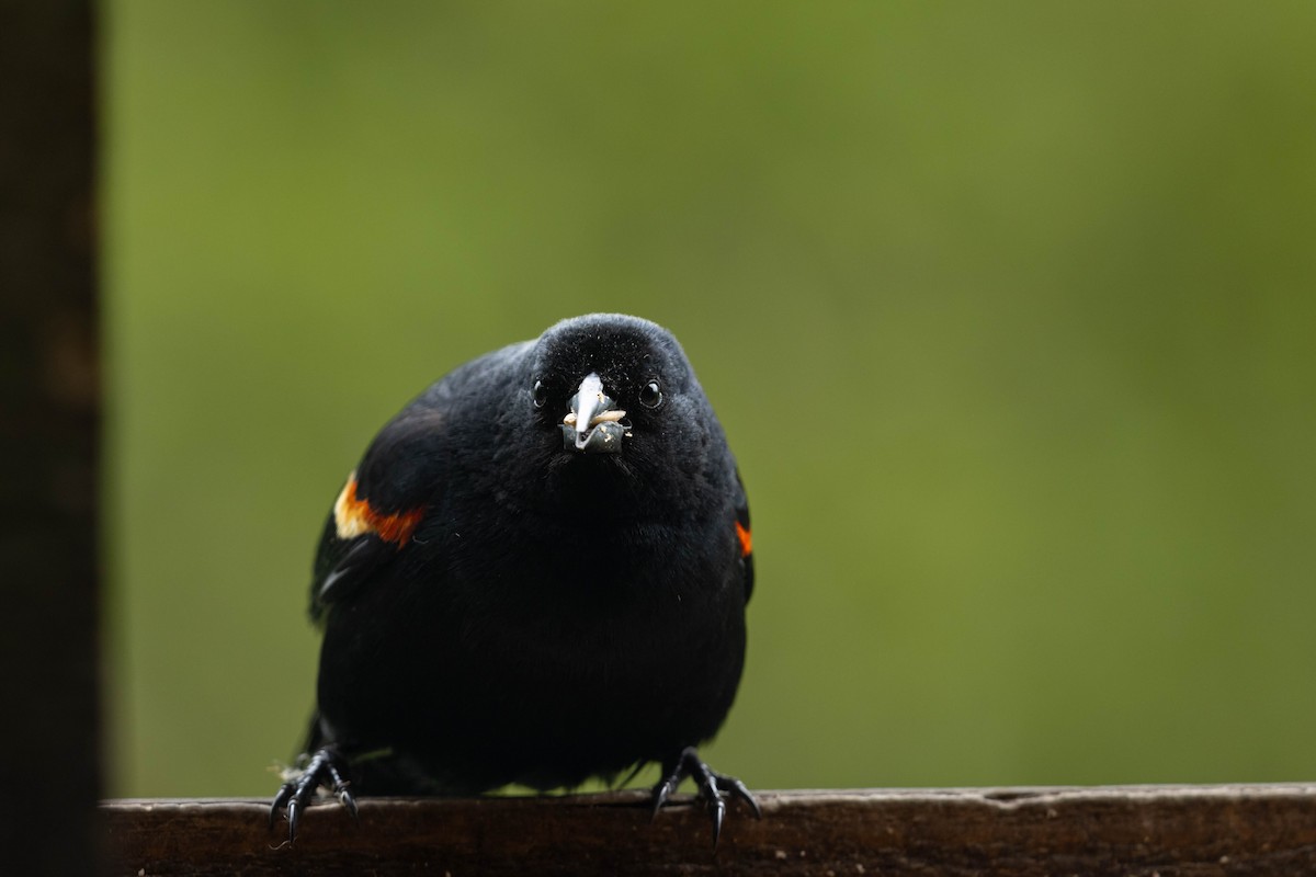 Red-winged Blackbird - ML647734405