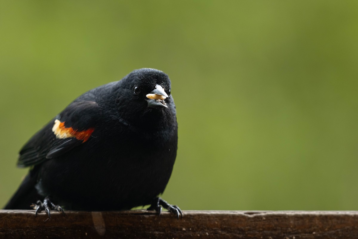 Red-winged Blackbird - ML647734406