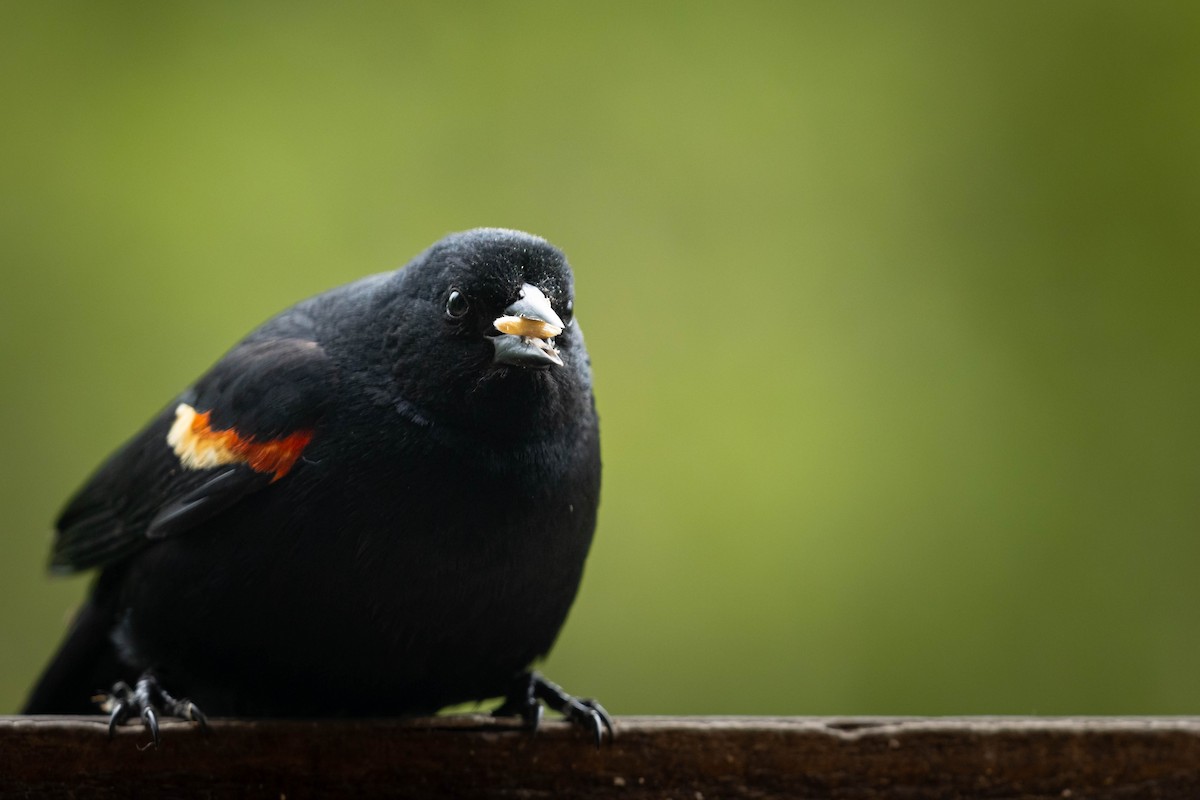 Red-winged Blackbird - ML647734407
