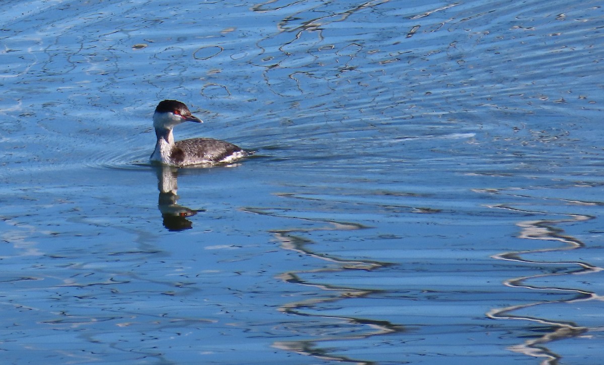 Красношейная поганка - ML647734412