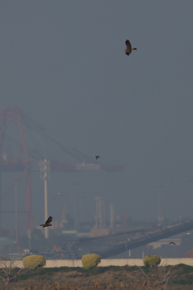 Eastern Marsh Harrier - ML647734420