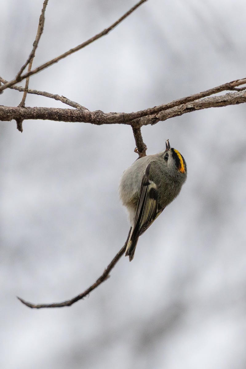 Golden-crowned Kinglet - ML647734425