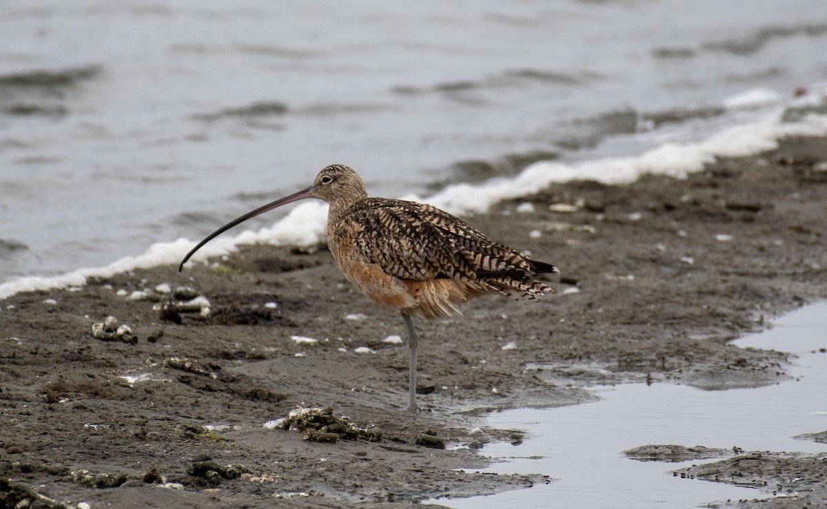 Кульон американський - ML647734428