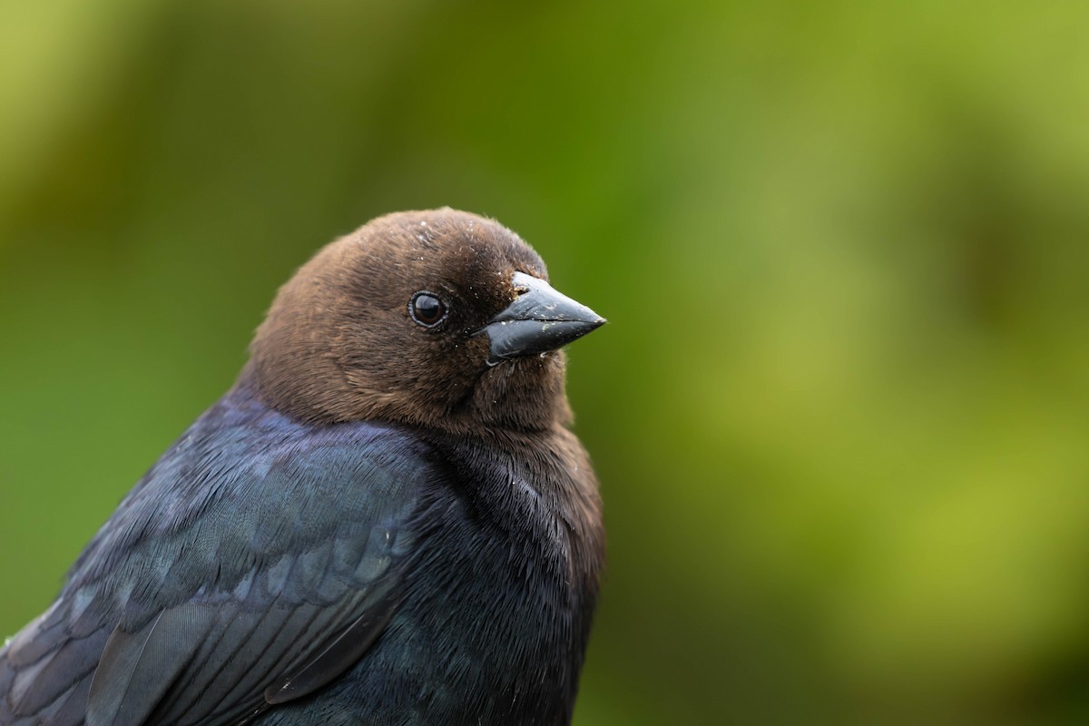 Braunkopf-Kuhstärling - ML647734429