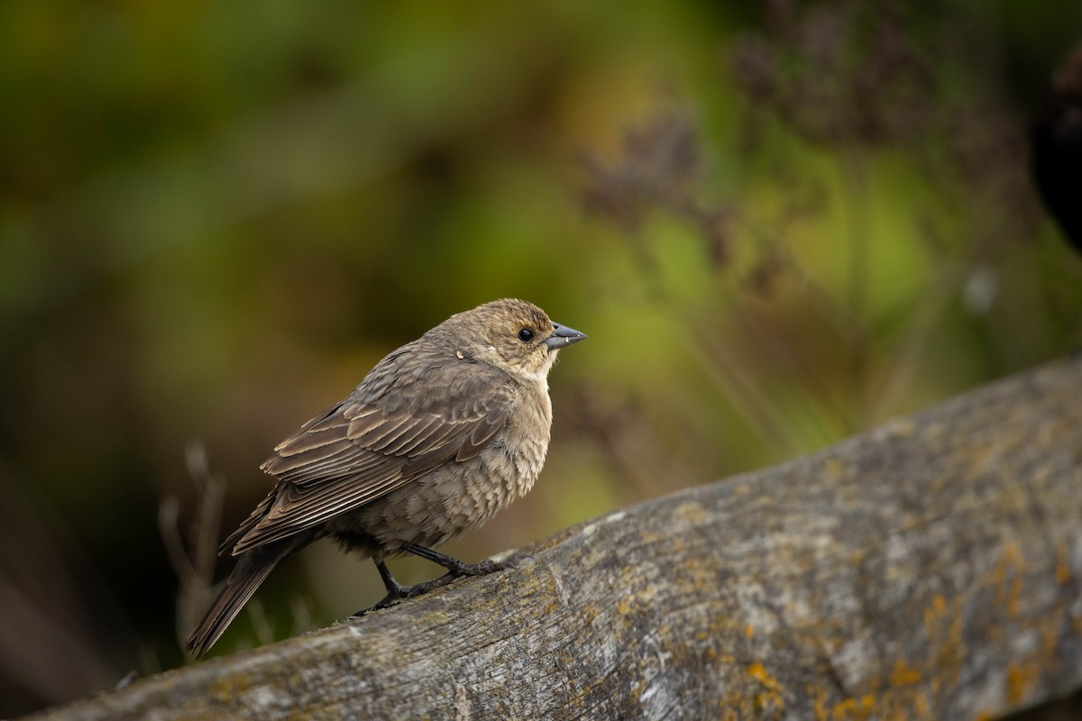 Braunkopf-Kuhstärling - ML647734430