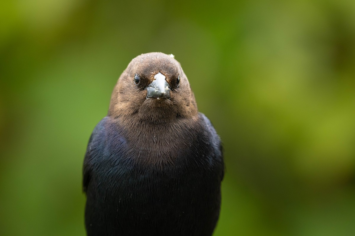 Braunkopf-Kuhstärling - ML647734432