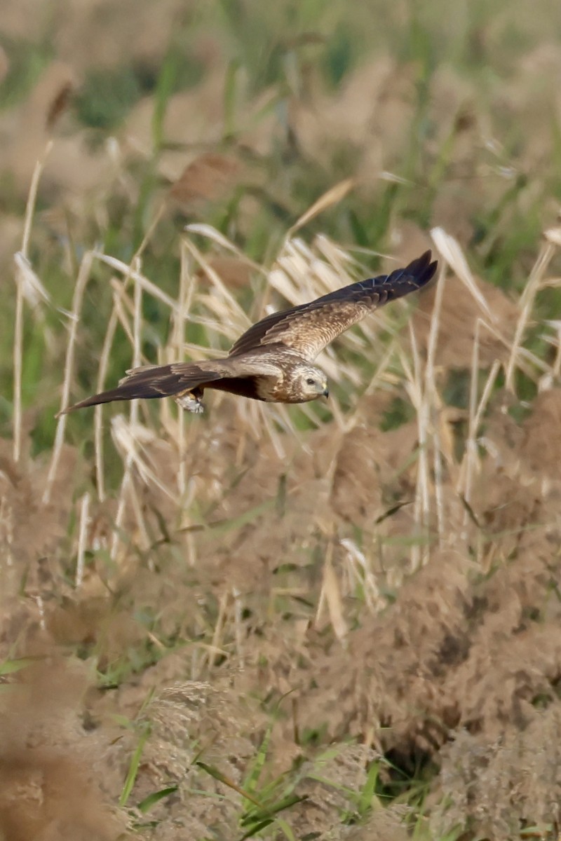 Eastern Marsh Harrier - ML647734436