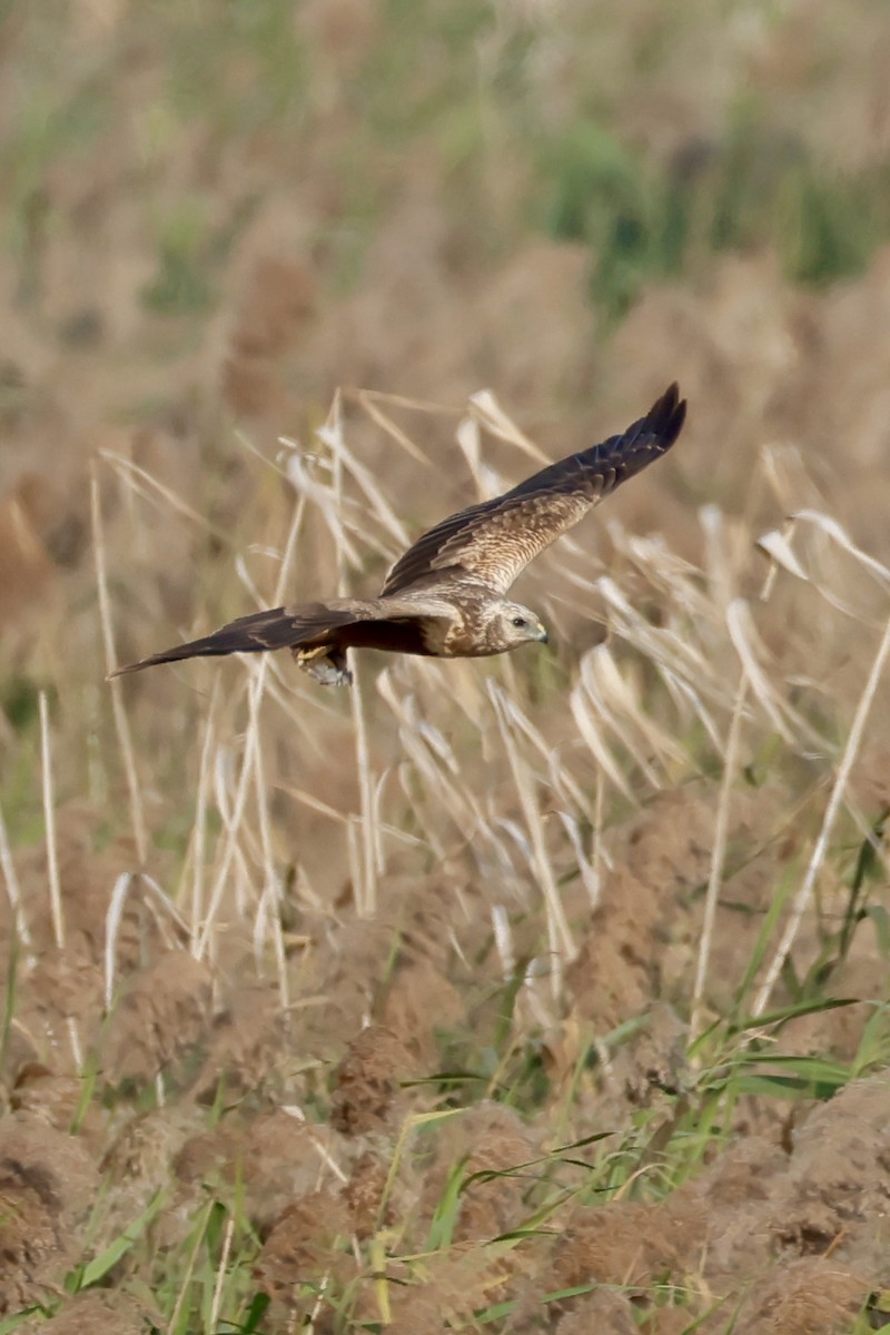 Eastern Marsh Harrier - ML647734437