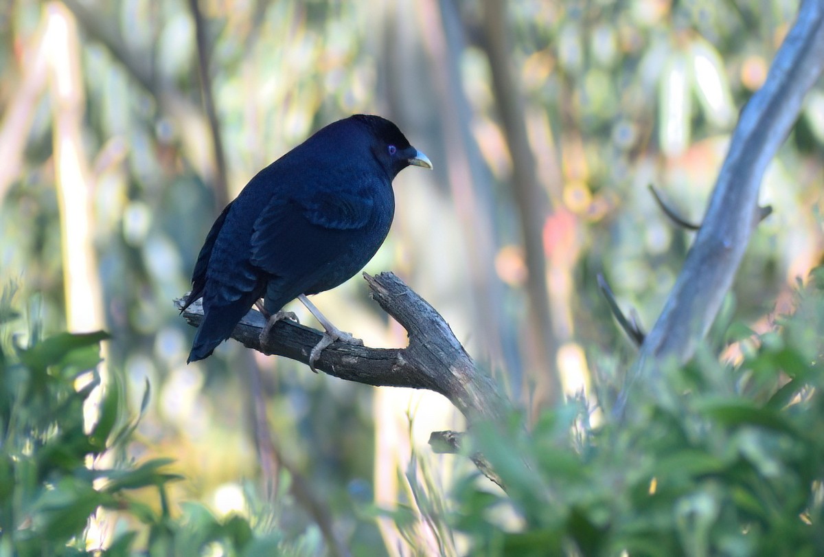 Satin Bowerbird - ML647734439