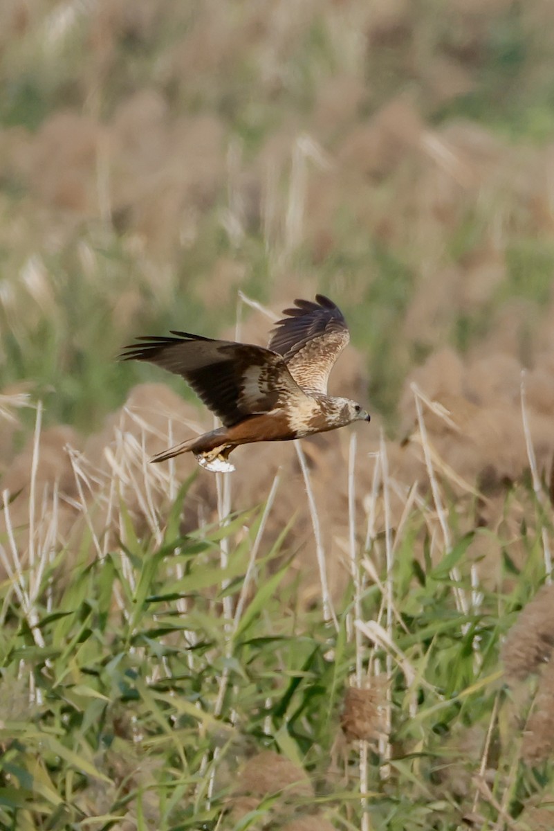 Eastern Marsh Harrier - ML647734442