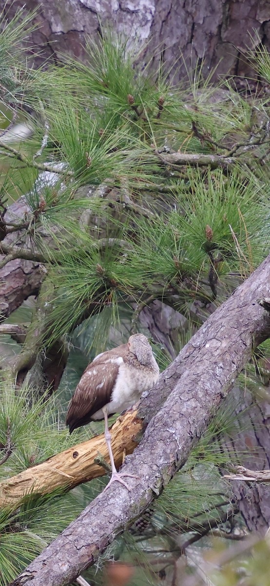 Corocoro Blanco - ML647734446