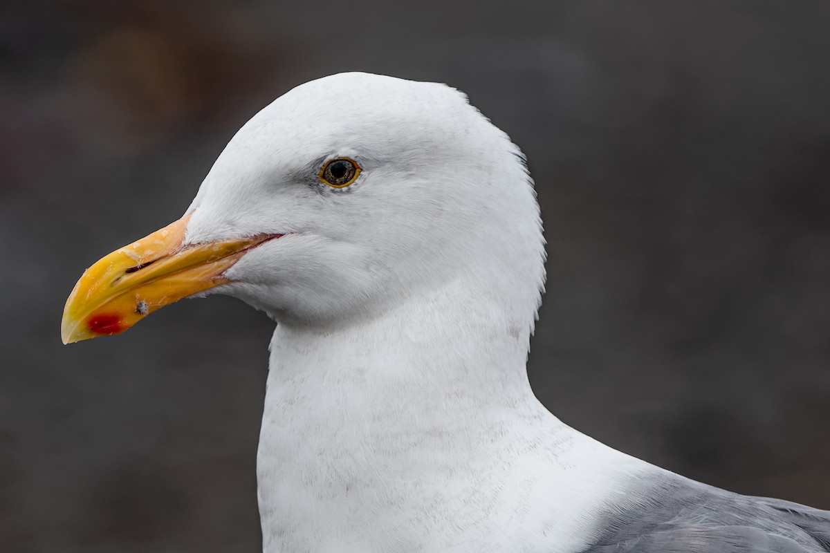 Western Gull - ML647734447