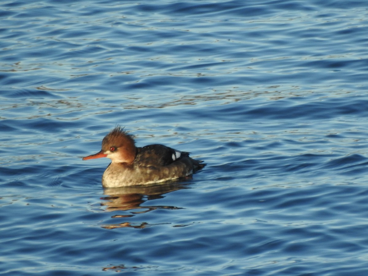 Serreta Mediana - ML647734448