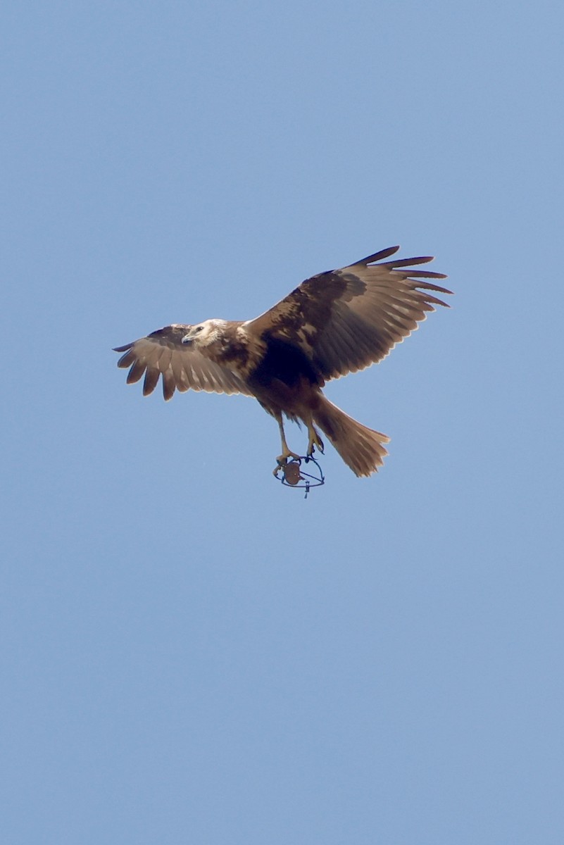 Eastern Marsh Harrier - ML647734453