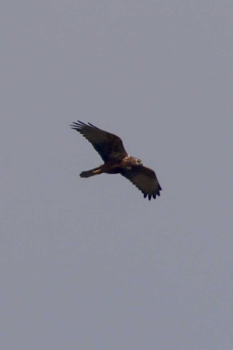 Eastern Marsh Harrier - ML647734454