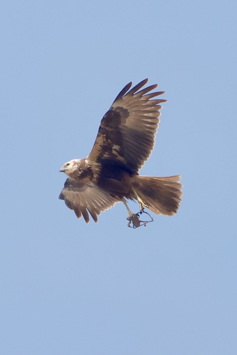 Eastern Marsh Harrier - ML647734455