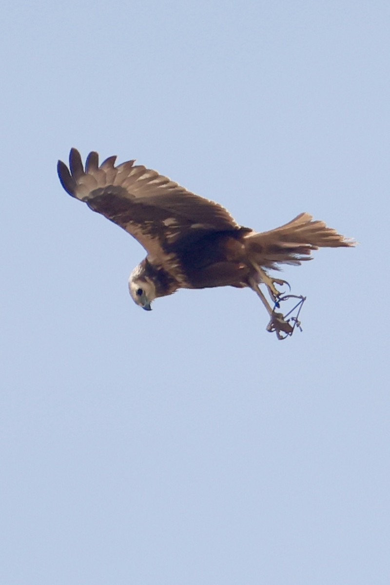 Eastern Marsh Harrier - ML647734456
