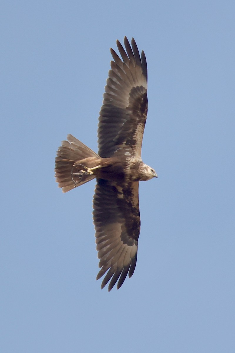 Eastern Marsh Harrier - ML647734457