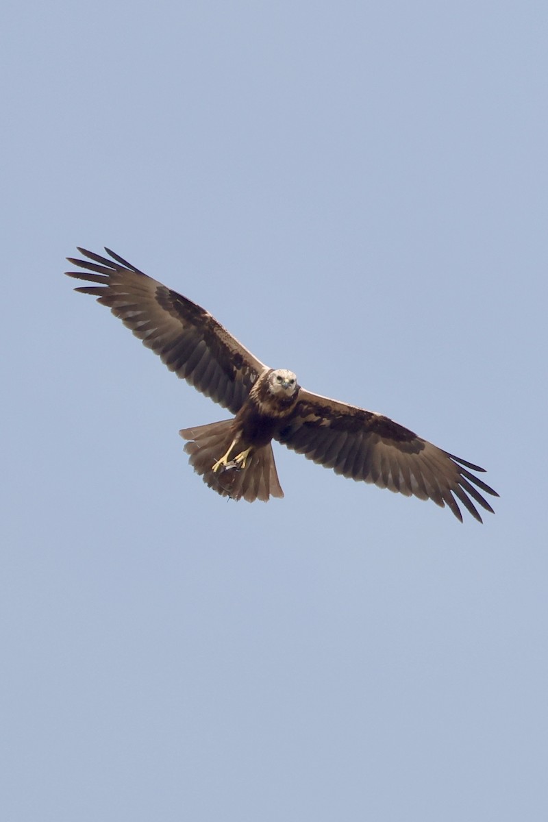 Eastern Marsh Harrier - ML647734458