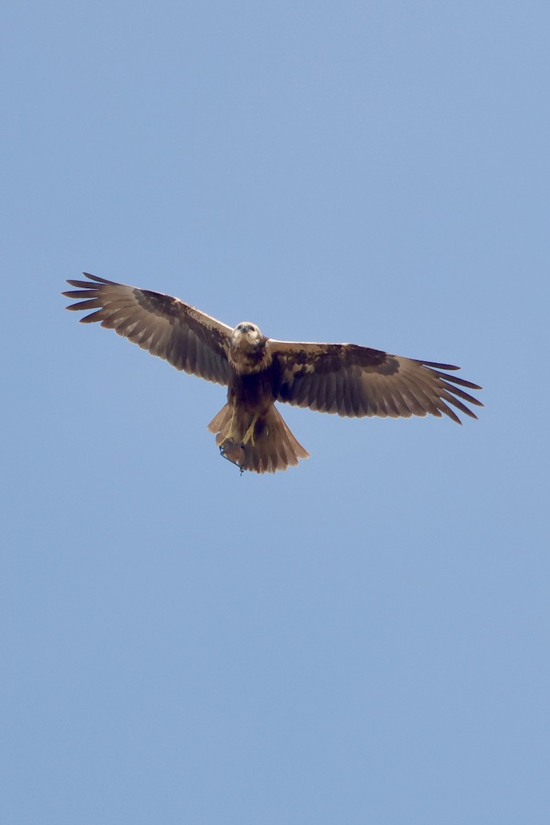 Eastern Marsh Harrier - ML647734459