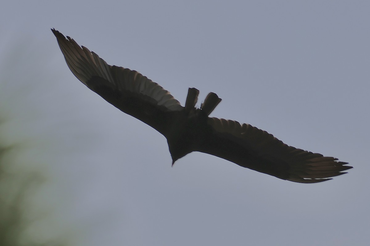 kondor krocanovitý - ML647734481