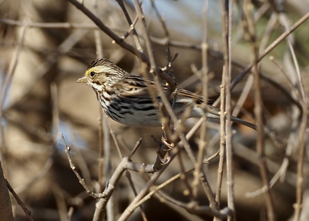 Savannah Sparrow - ML647734482