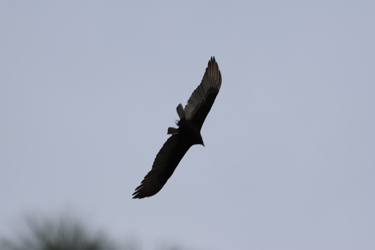 kondor krocanovitý - ML647734483