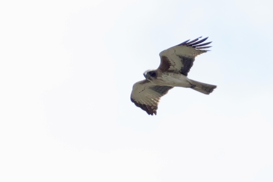 Little Eagle - ML647734496