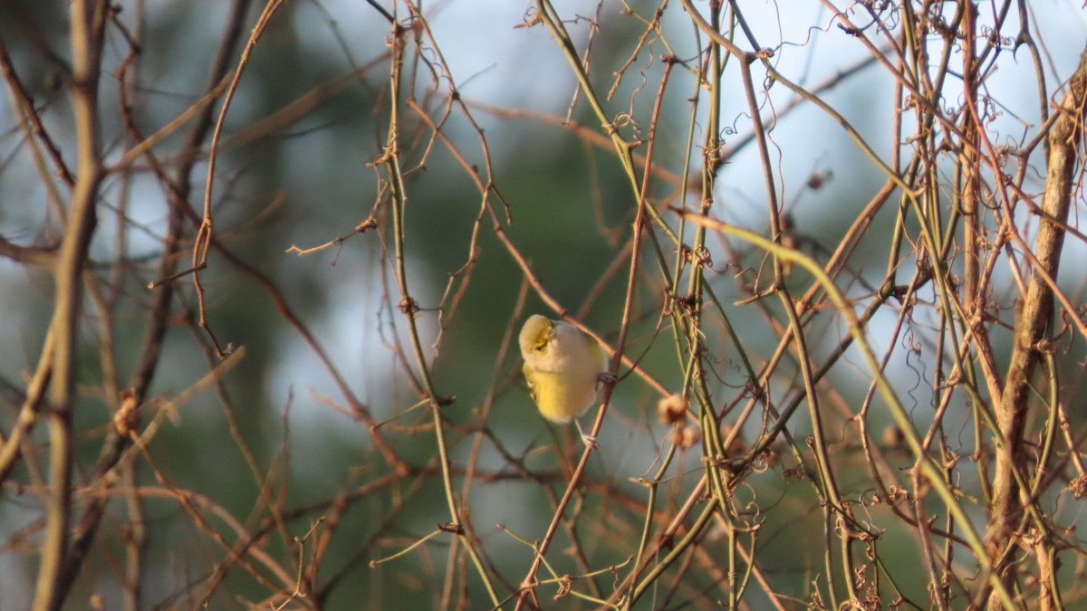 Белоглазый виреон - ML647734499