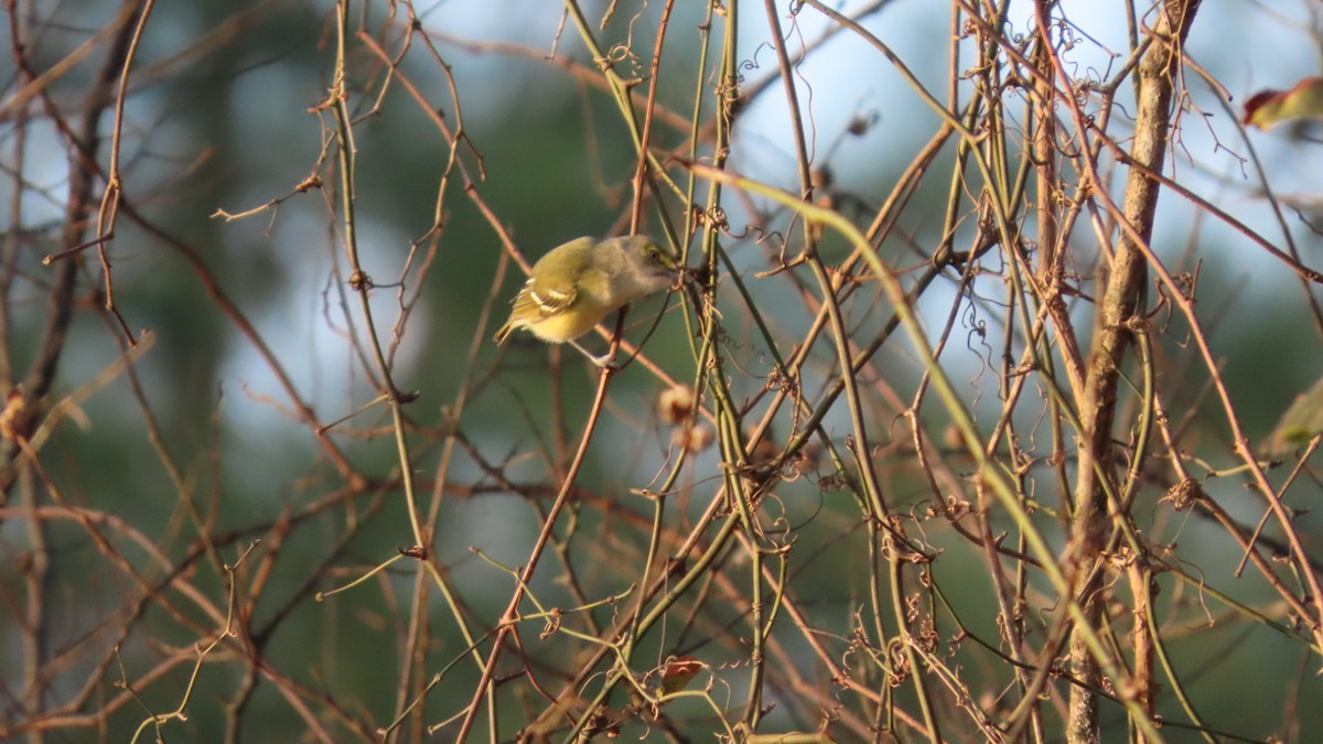Белоглазый виреон - ML647734500