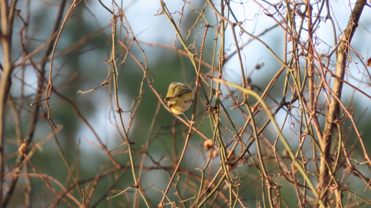 Белоглазый виреон - ML647734501